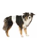 Trixie Papírové pleny pro psy trpící inkontinencí L-XL 60-80 cm 12 ks